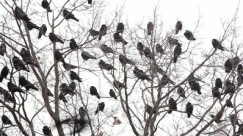 Crow_Branches
